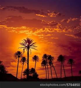 Almeria in Cabo palm trees in Rodalquilar beach at Mediterranean Spain