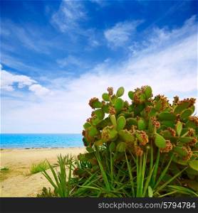 Almeria Mojacar beach prickly pear plant in Mediterranean sea Spain