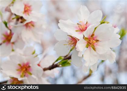 Almond blossom, full bloom, blooming almond tree in March