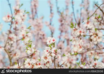 Almond blossom, full bloom, blooming almond tree in March