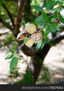 Almond Nuts Tree Farm Agriculture Food Production Orchard California