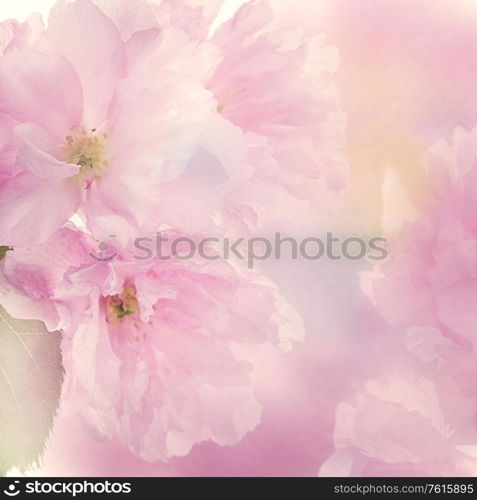 almond or cherry tree pink flowers, close up for background