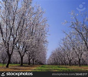 Almond Orchard in blossom LeGrand Merced County California