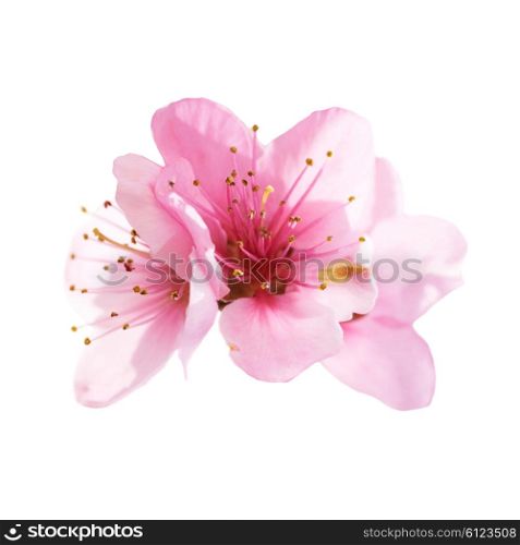 Almond pink flowers isolated on white background. Macro, closeup shot