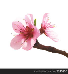 Almond pink flowers isolated on white. Macro shot