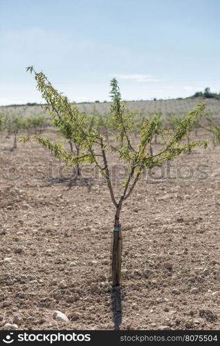 Almond plantation trees in a row.