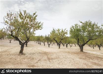 Almond plantation trees in a row.