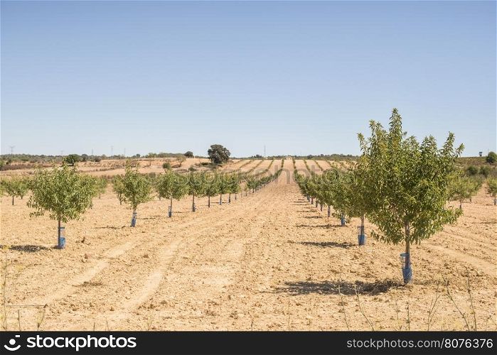 Almond plantation trees in a row.