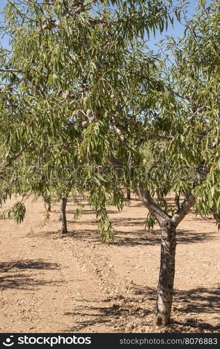 Almond plantation trees in a row.