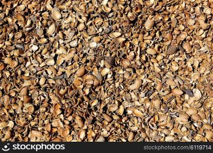 Almond shells texture in Teruel Albarracin of Spain