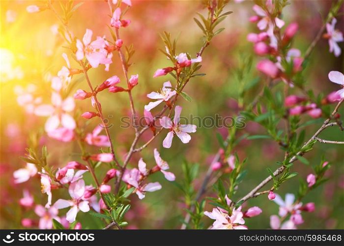 Almond spring blossoms with shallow depth of field