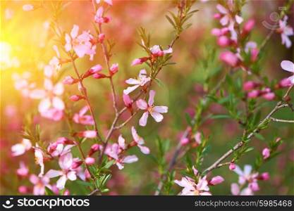 Almond spring blossoms with shallow depth of field