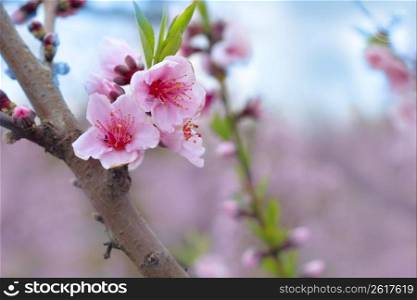 almond spring flowers on tree branch in mediterranean field