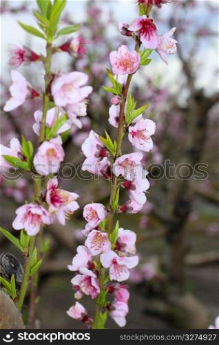 almond spring flowers on tree branch in mediterranean field
