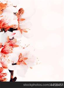 Almond tree blossom flower over pink bokeh background, spring nature