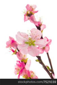 Almond tree blossoms isolated on white background