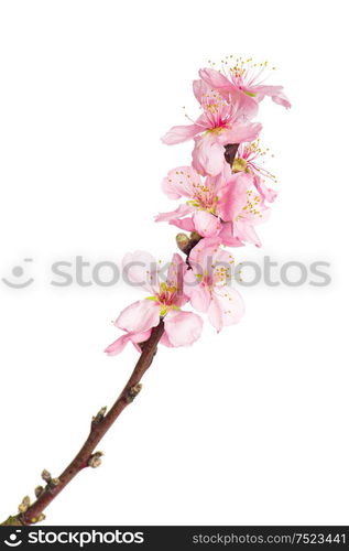 Almond tree blossoms isolated on white background. Spring flowers