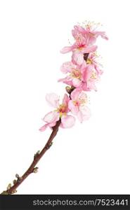 Almond tree blossoms isolated on white background. Spring flowers