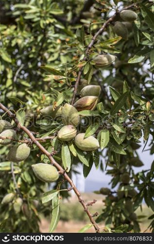 Almond tree branch close up with fruits