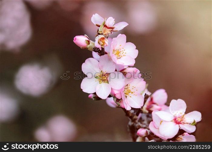 Almond tree branch with flowers in spring 