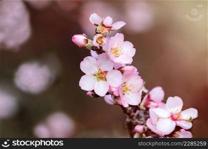 Almond tree branch with flowers in spring 