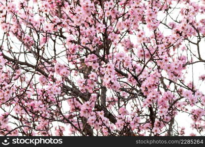 Almond tree branch with flowers in spring