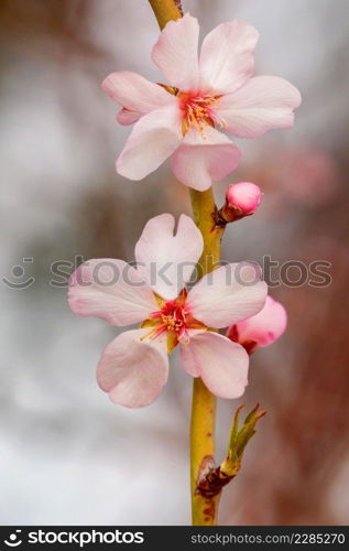 Almond tree branch with flowers in spring 