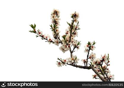 Almond tree branch with pink flowers green leaves and buds on white background.