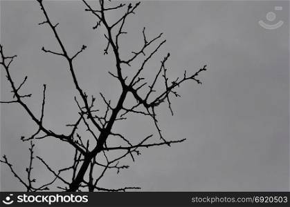 Almond tree branches against gray winter sky background.