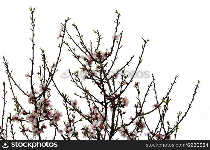Almond tree branches with pink flowers and buds on white background.