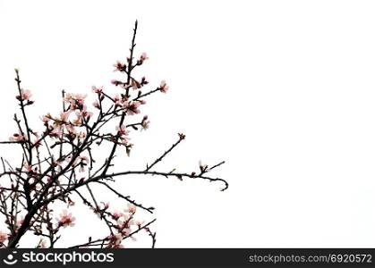 Almond tree branches with pink flowers on white background. Spring new life abstract.