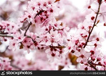 almond tree flowers spring