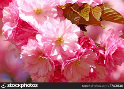 Almond tree in blossom, pink flowers closeup