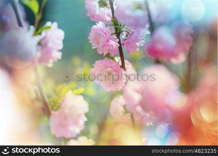 Almond tree pink flowers