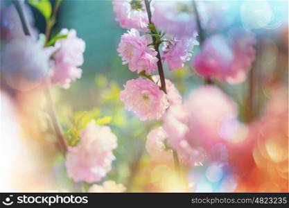 Almond tree pink flowers