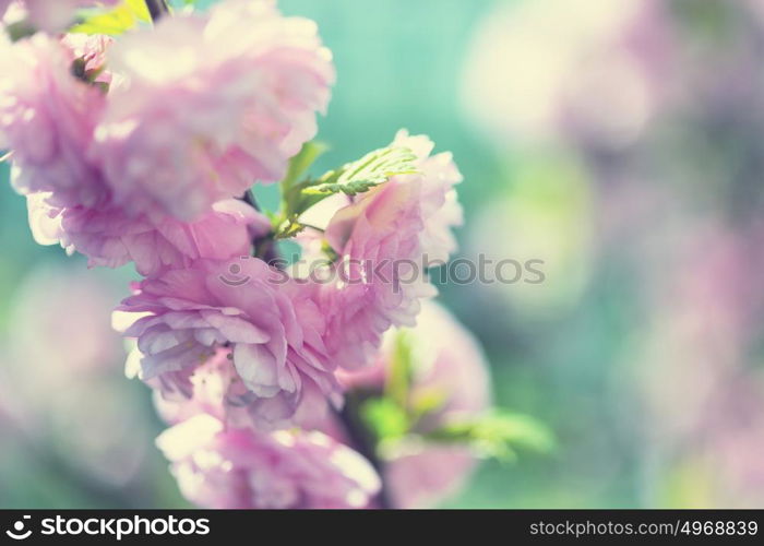 Almond tree pink flowers