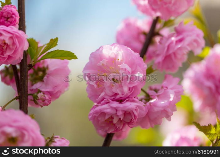 Almond tree pink flowers