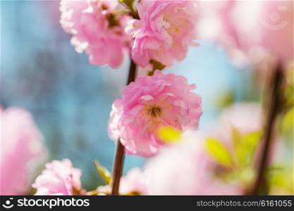 almond tree pink flowers