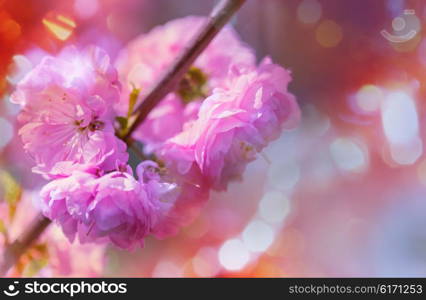 Almond tree pink flowers