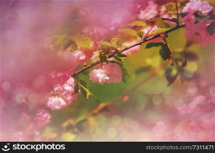 Almond tree pink flowers. Beautiful spring conceptual background.