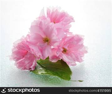 almond tree pink flowers, close up