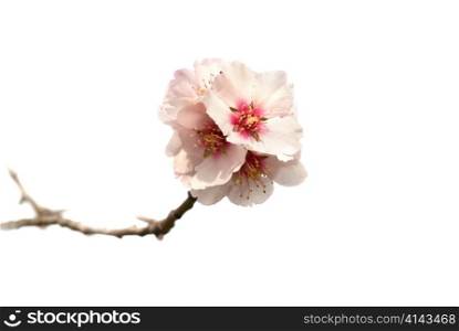 Almond tree pink flowers isolated on white.