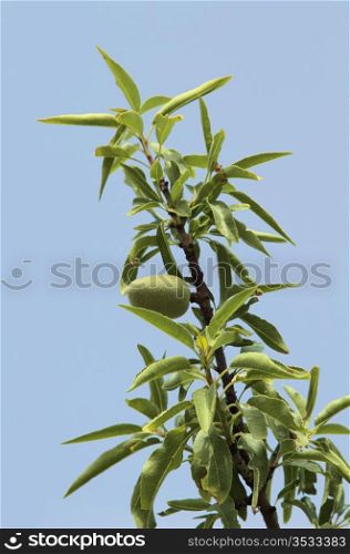 Almond tree with green almonds on a blue sky background. Almond tree detail