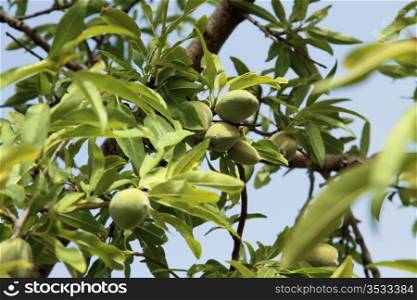 Almond tree with green almonds on a blue sky background. Almond tree detail