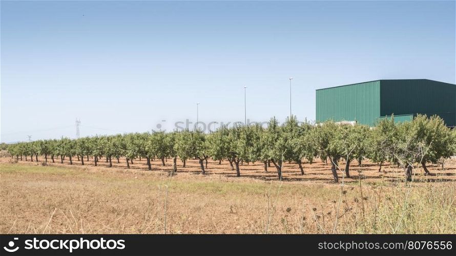 Almond trees and factory