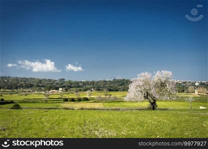 almond trees in a grassy field