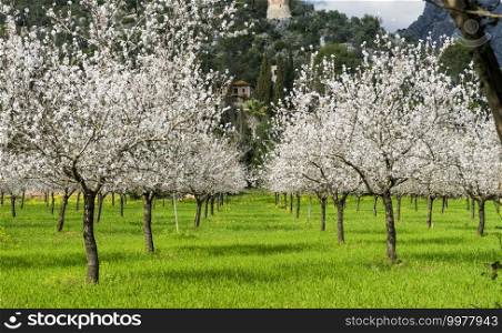 almond trees in a grassy field