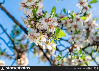 Almond trees in bloom in spring in Quinta de los Molinos Park in Madrid, Spain