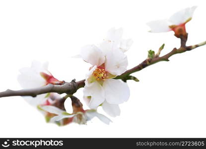 Almond white flowers isolated on white background