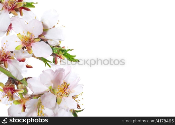 Almond white flowers isolated on white background